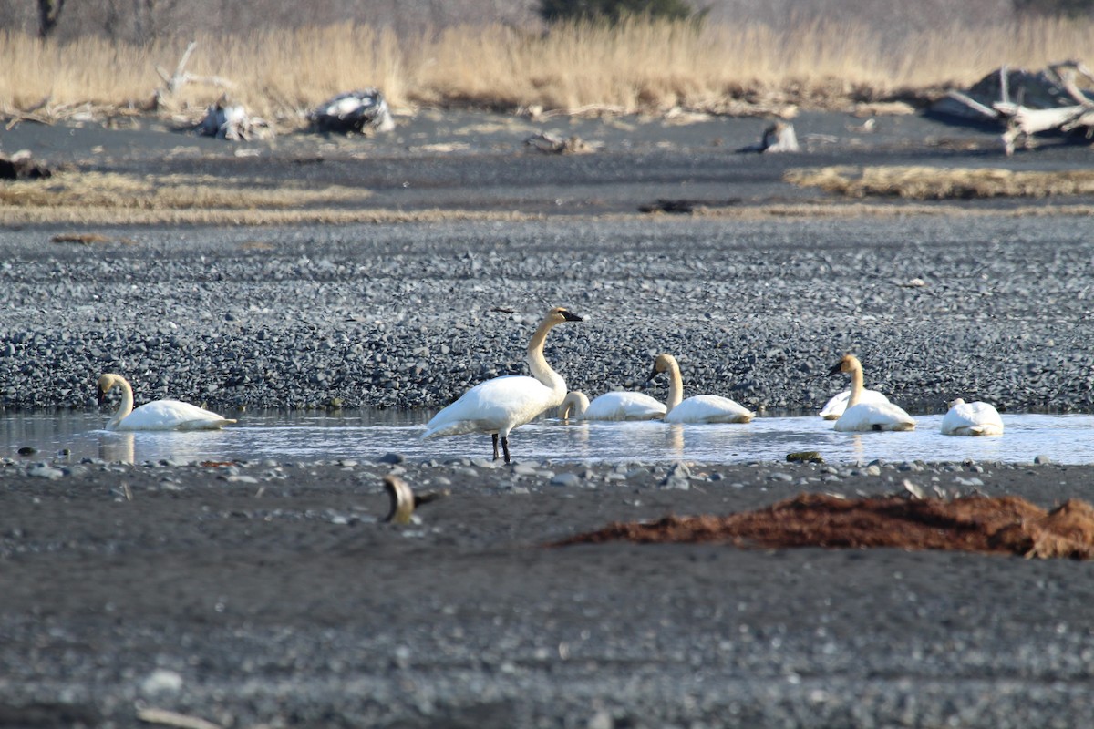 Trumpeter Swan - ML222375261
