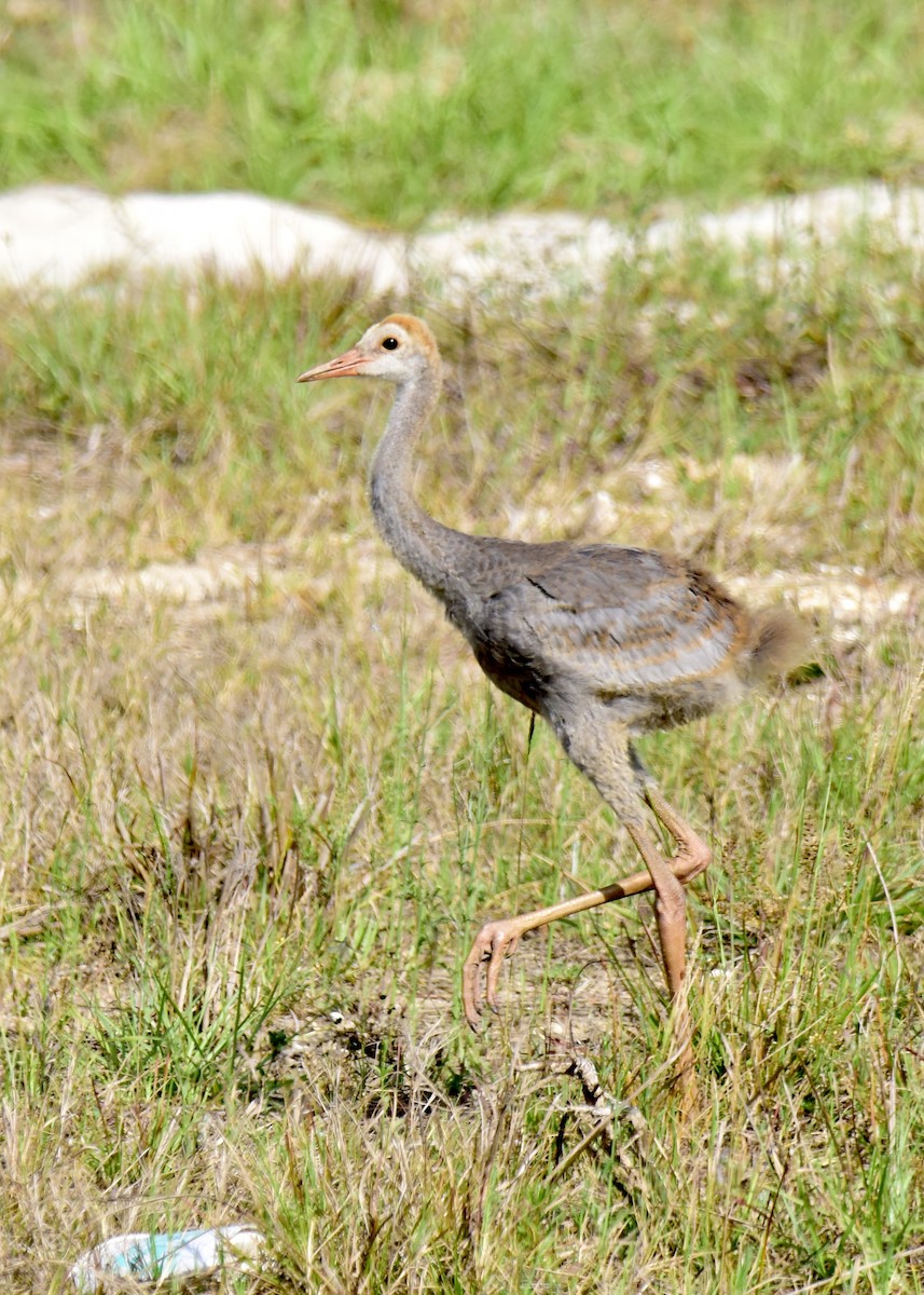 Sandhill Crane - ML222375781