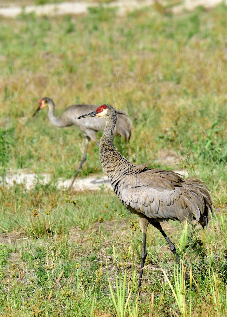 Sandhill Crane - ML222375811