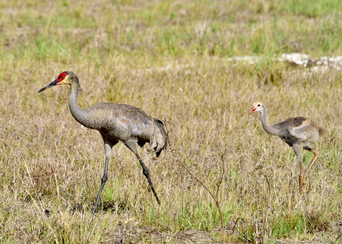 Sandhill Crane - ML222375821