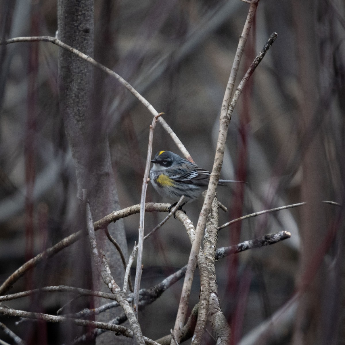 Yellow-rumped Warbler (Myrtle) - Deb Ford