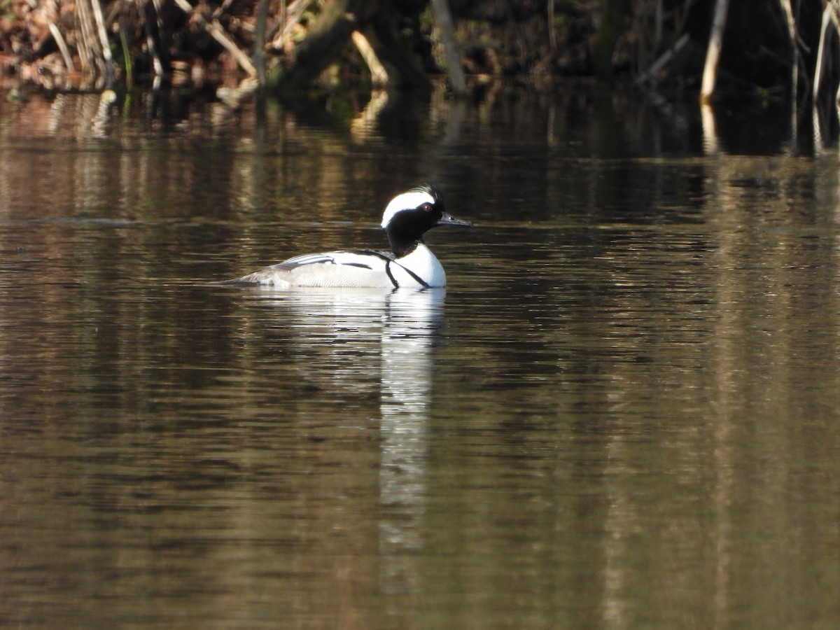 merganser sp. - ML222379461