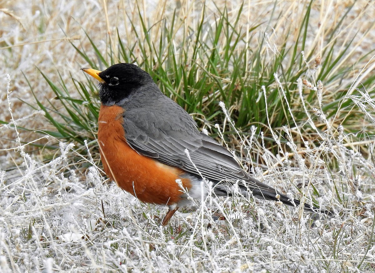 American Robin - ML222380511