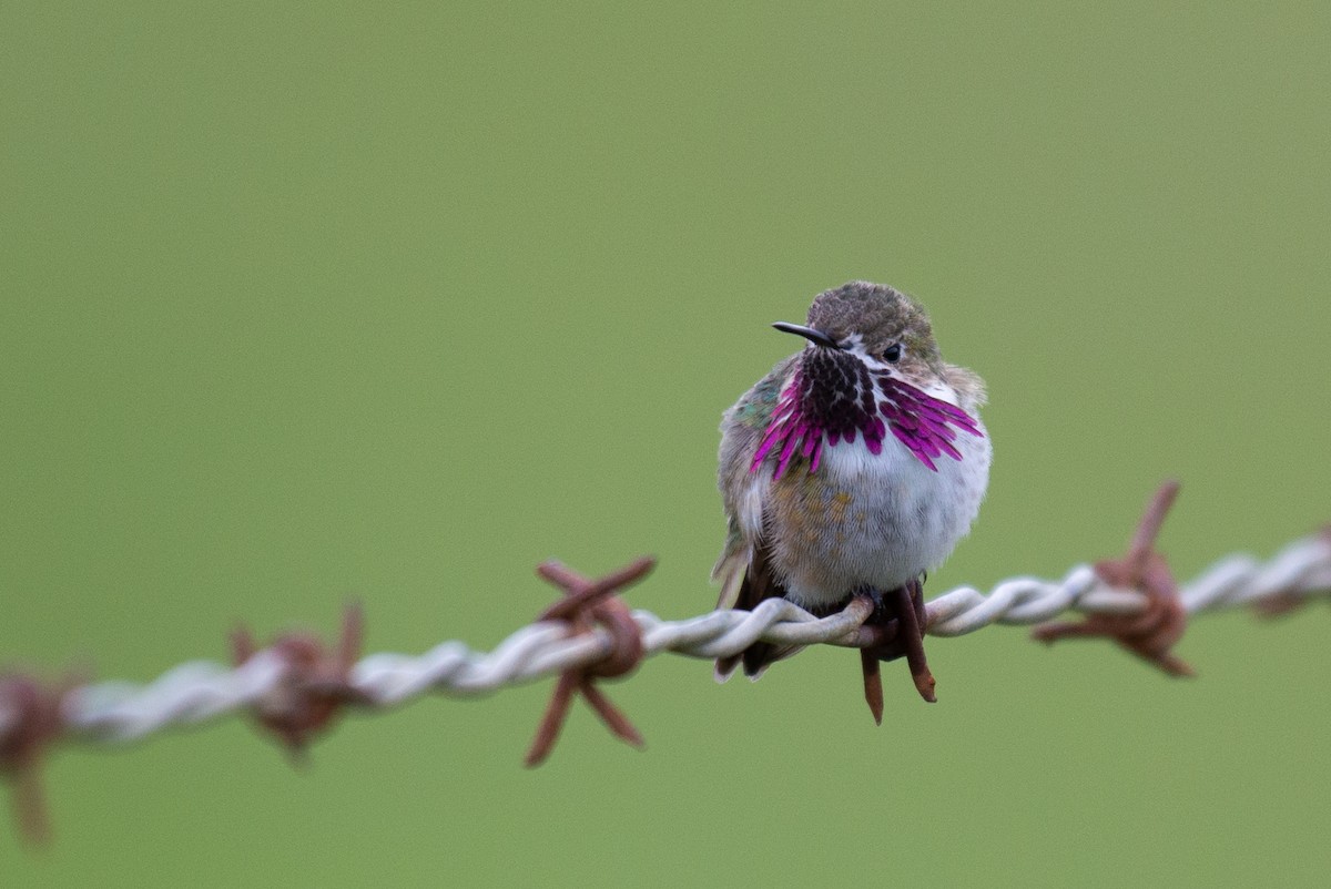 Calliope Hummingbird - Herb Elliott