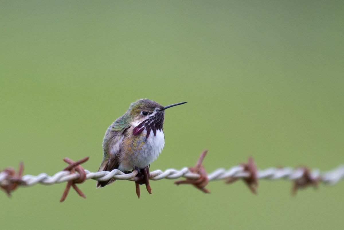 Calliope Hummingbird - Herb Elliott
