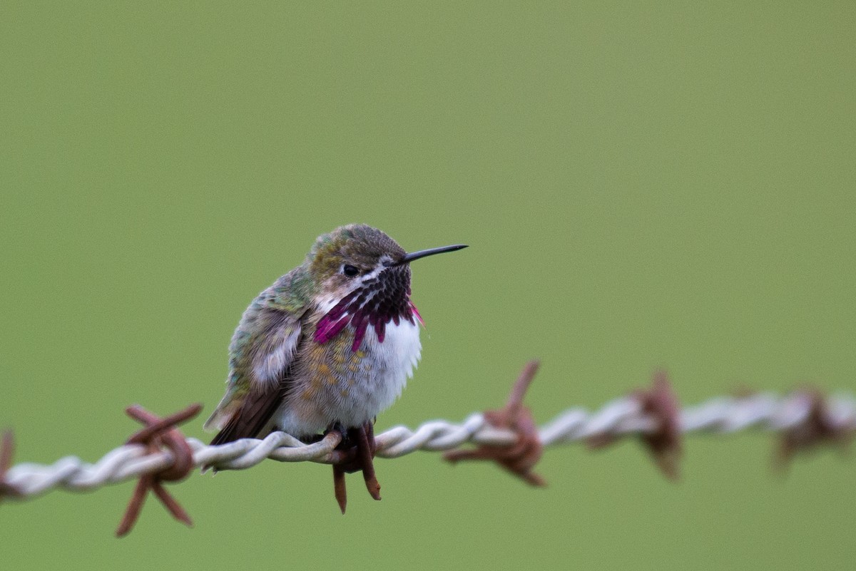 Calliope Hummingbird - Herb Elliott