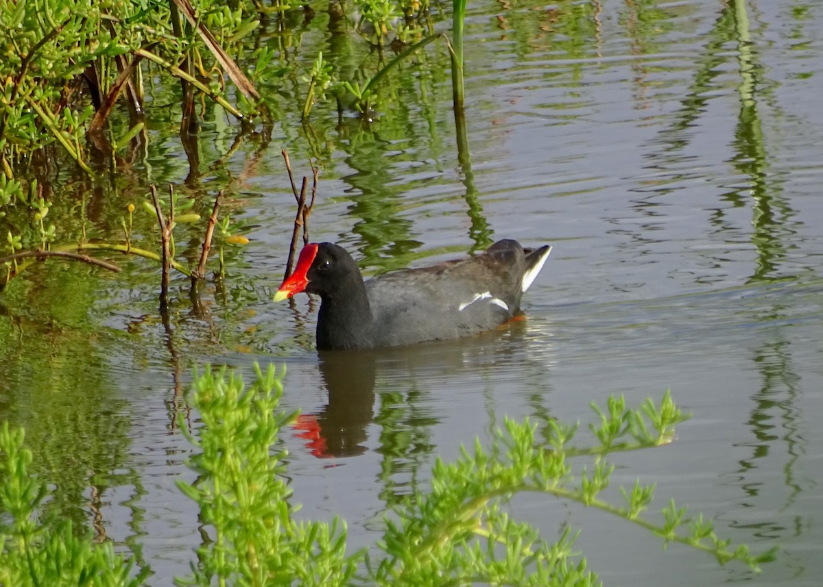 Common Gallinule - ML22238331