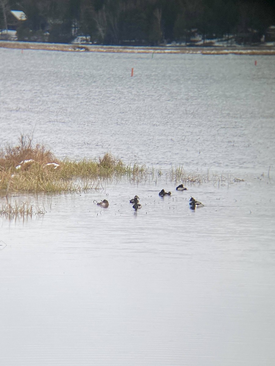 Ring-necked Duck - ML222383941