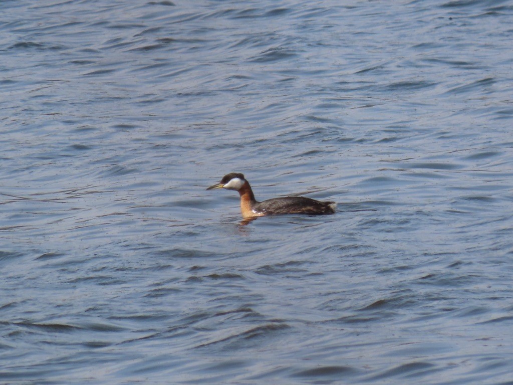 Red-necked Grebe - Dan Williams