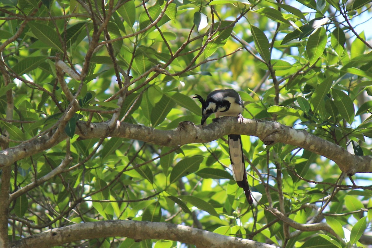 Black-throated x White-throated Magpie-Jay (hybrid) - ML222385241