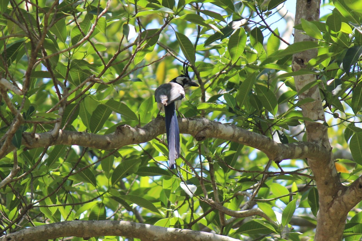 Black-throated x White-throated Magpie-Jay (hybrid) - ML222385481