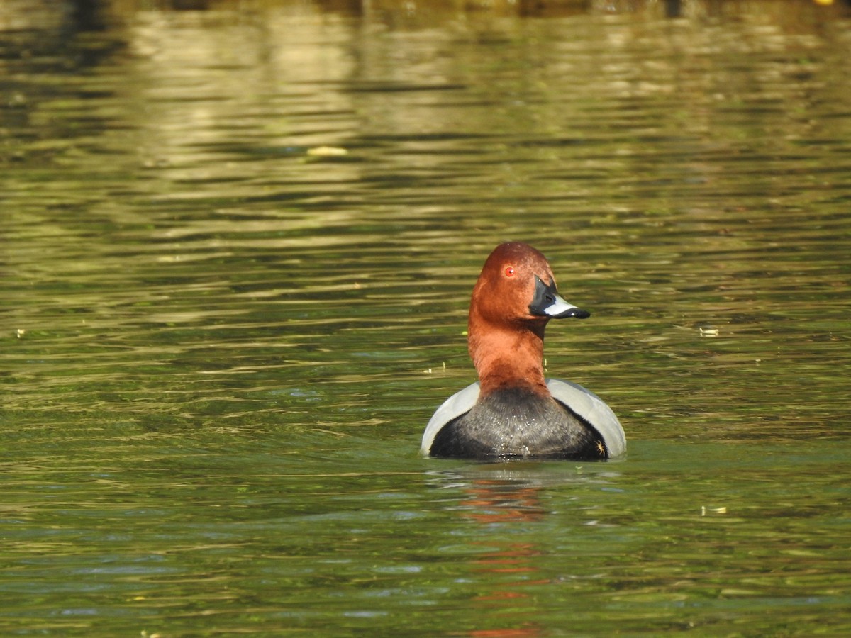 Common Pochard - ML222386141