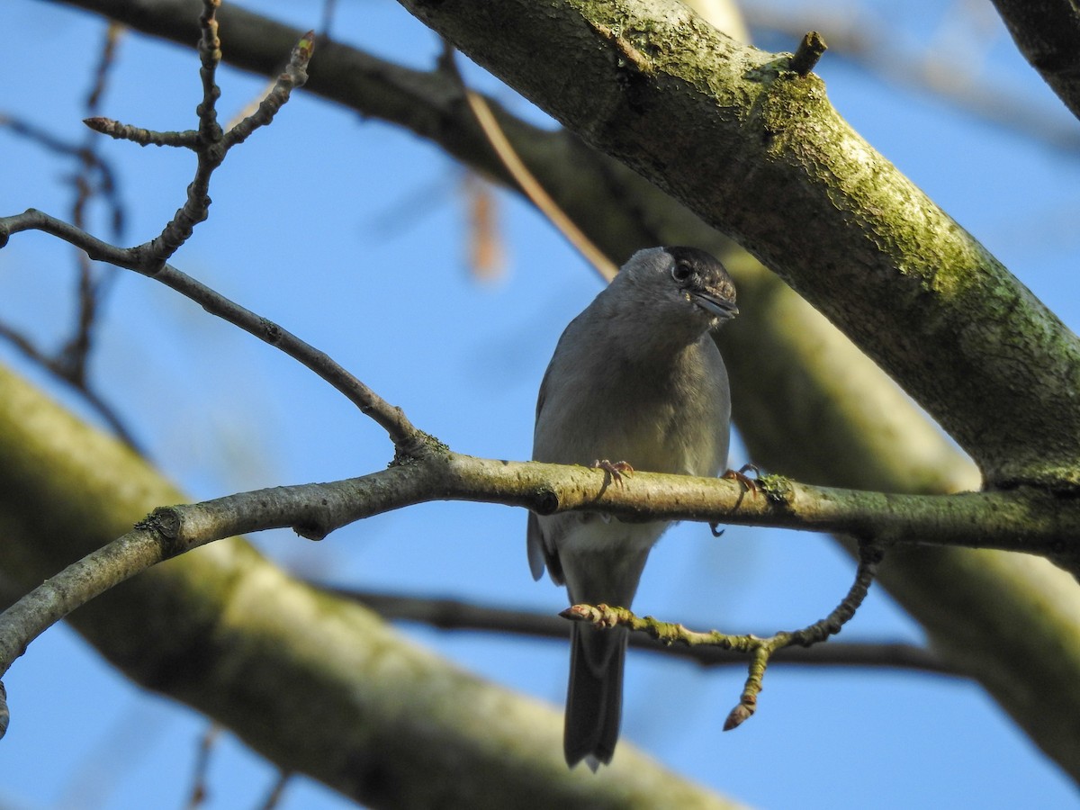 Eurasian Blackcap - ML222386421