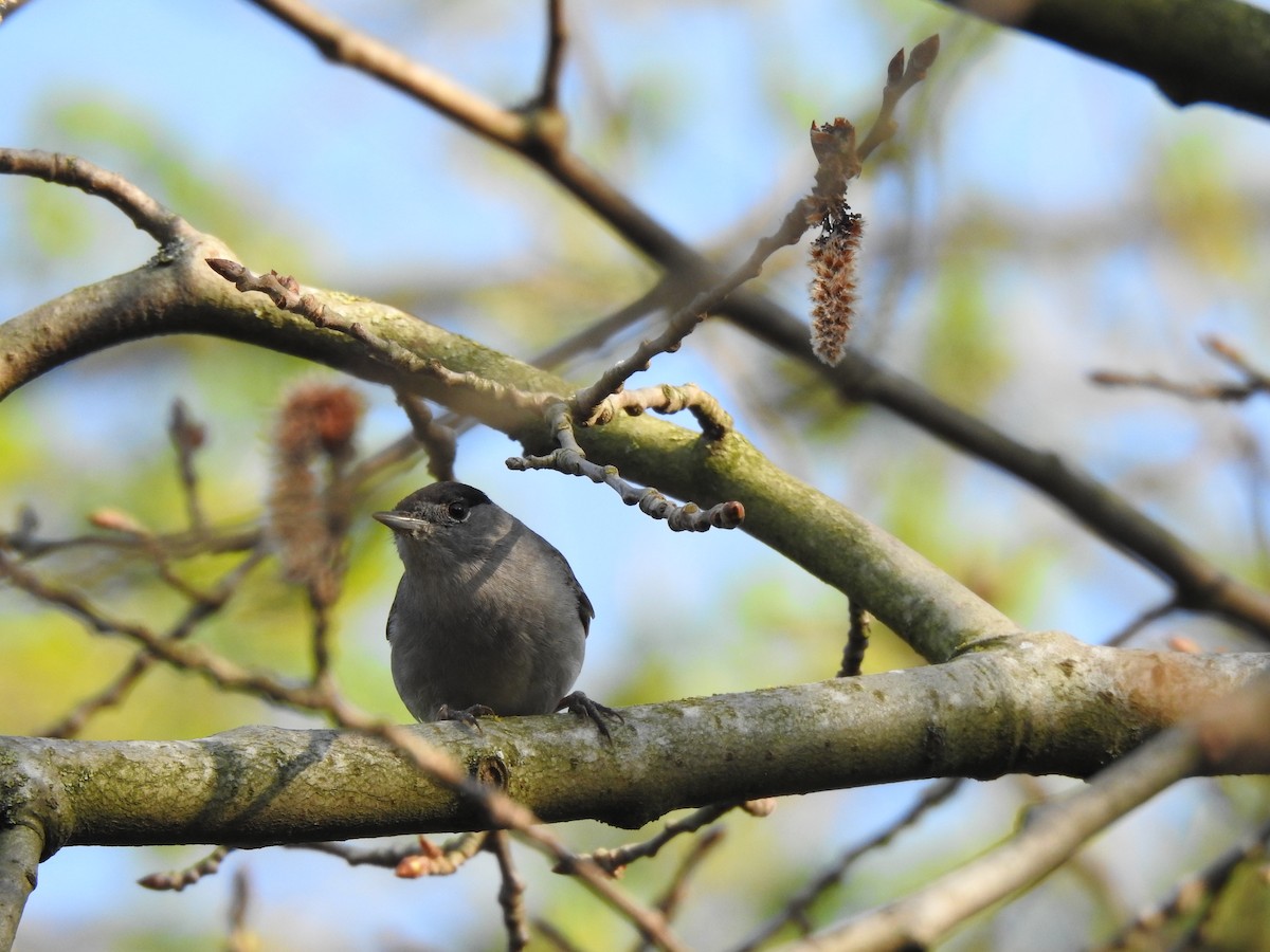 Eurasian Blackcap - ML222386501