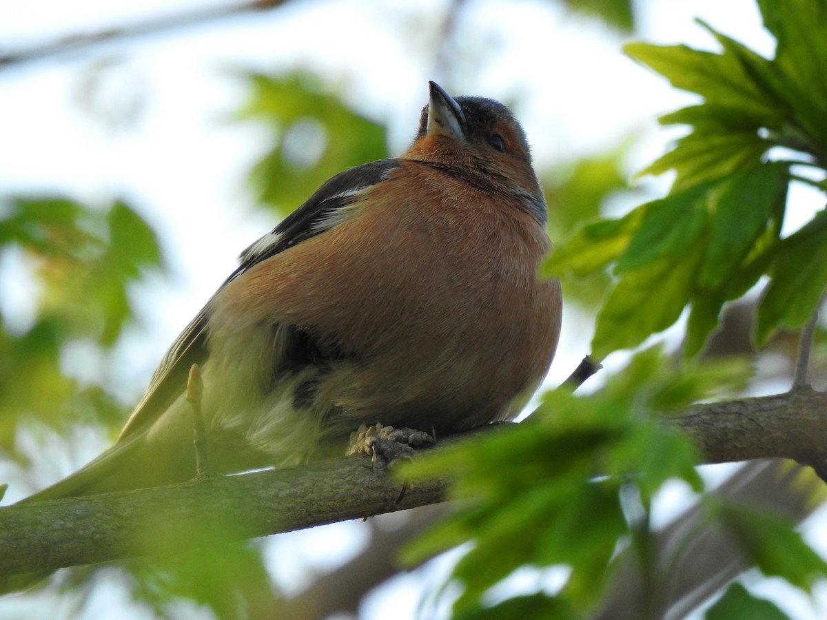 Common Chaffinch - ML222386781