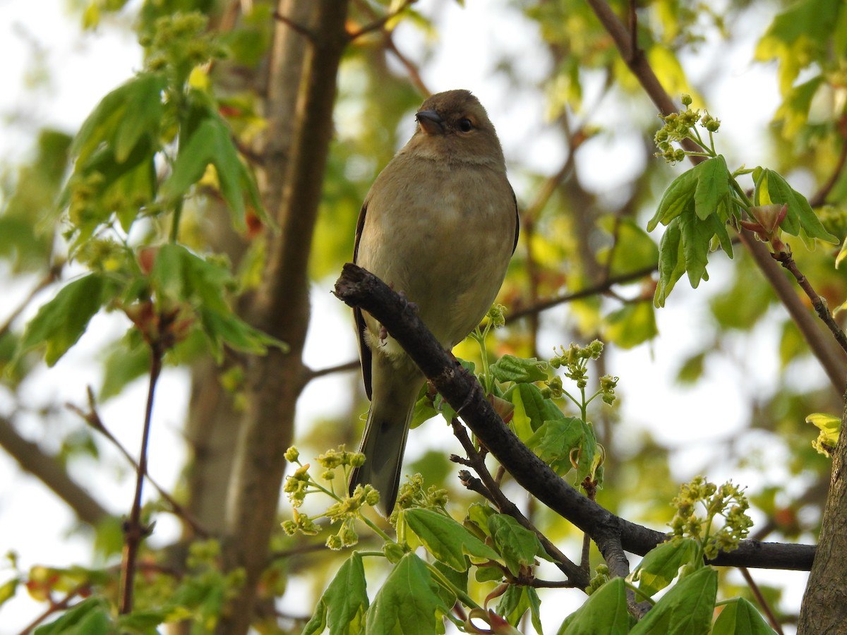 Common Chaffinch - ML222386791