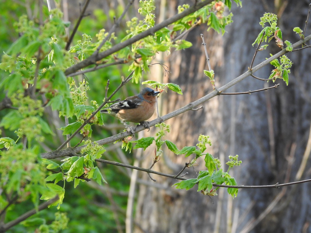 Common Chaffinch - Elmira Mustakimova