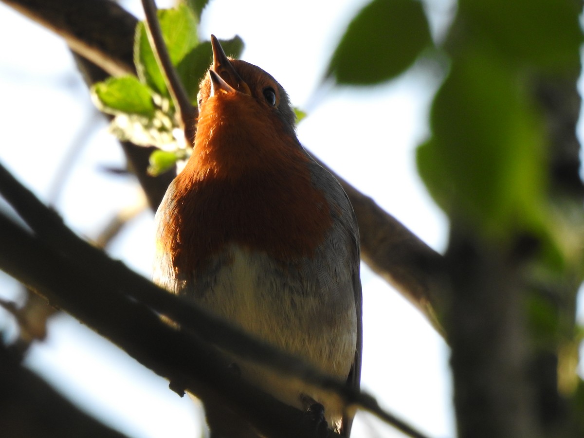 European Robin - ML222386941