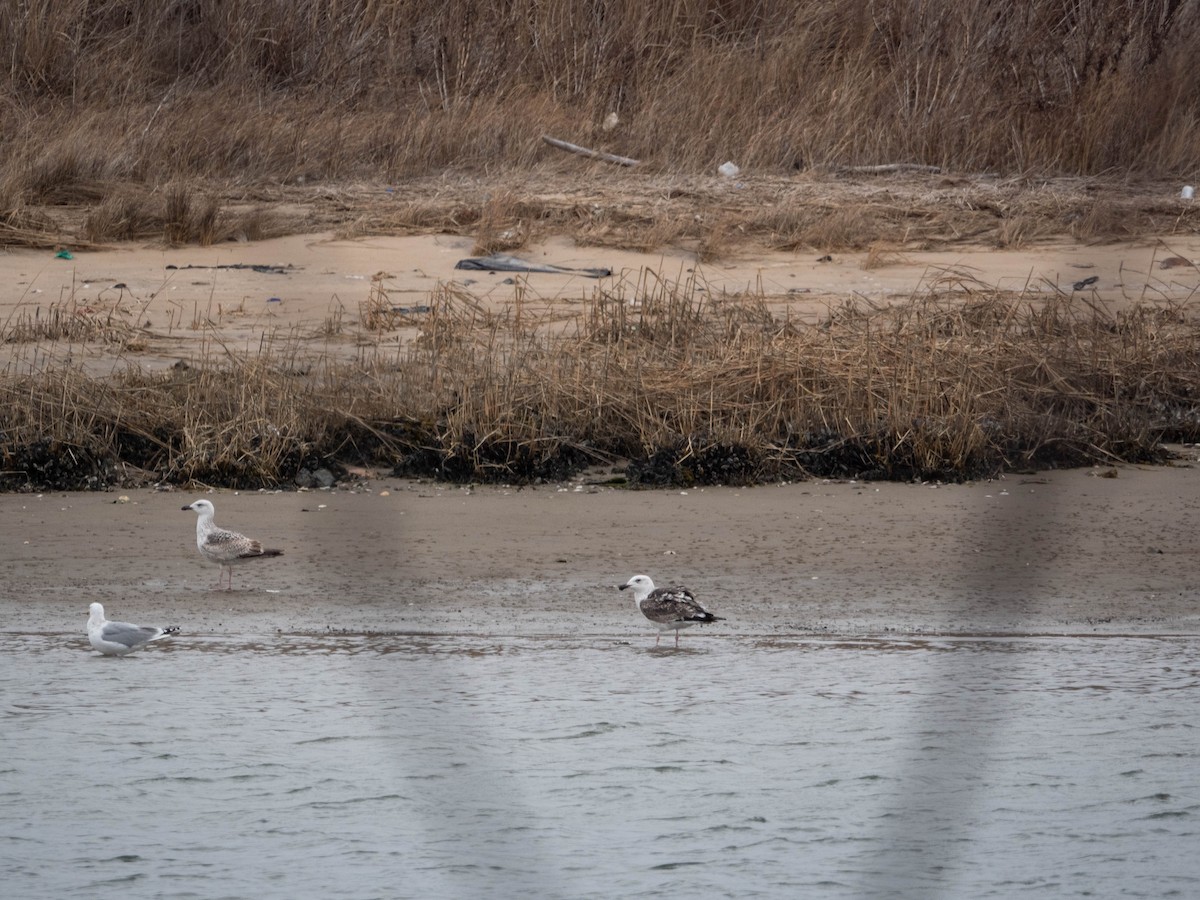 Great Black-backed Gull - ML222386951