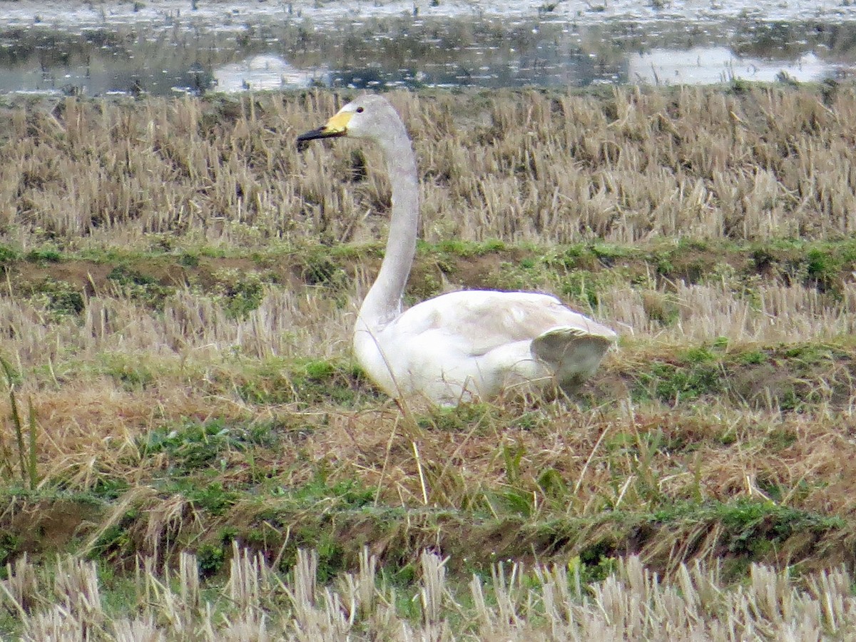 Cygne chanteur - ML222387141