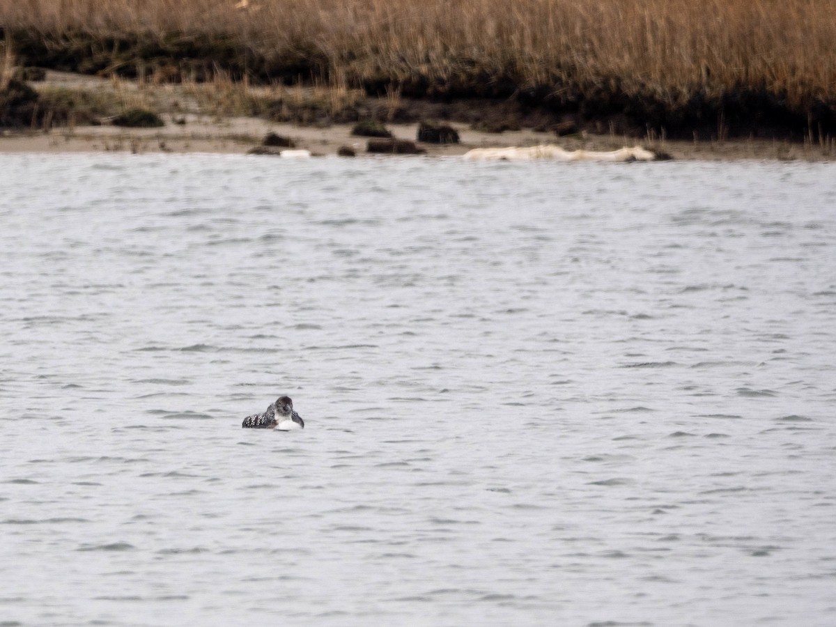 Red-throated Loon - ML222387201