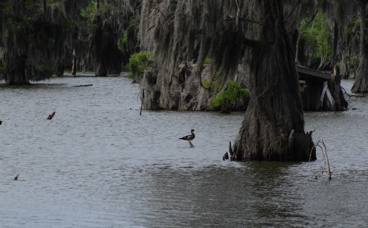 Wood Duck - Grace O'Brien