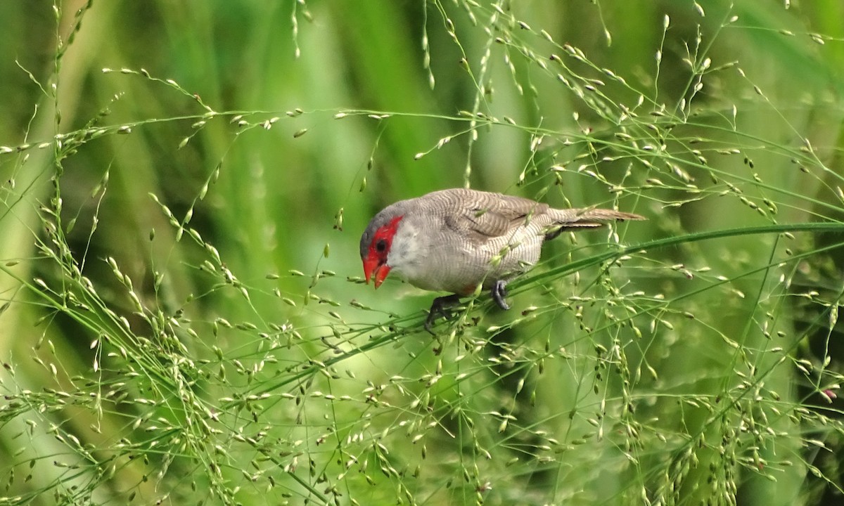 Common Waxbill - Josh Russell