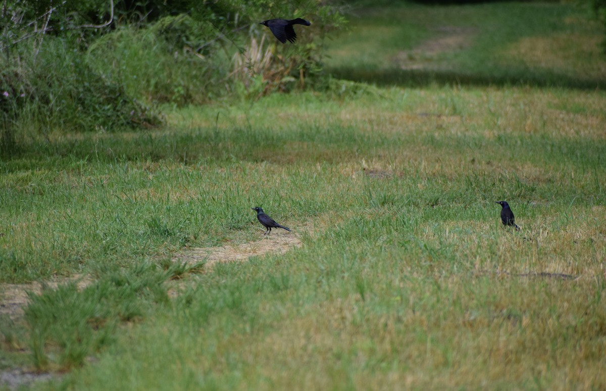 Common Grackle - ML222388371