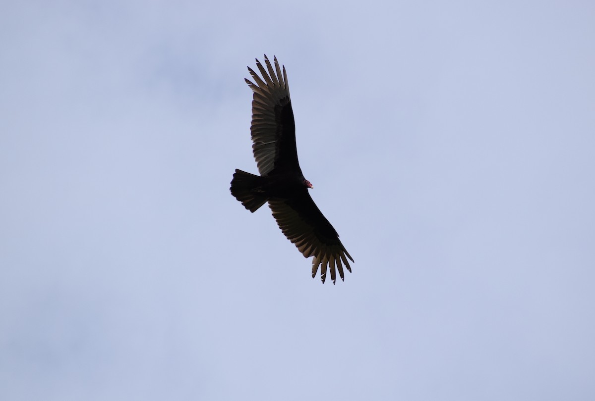 Turkey Vulture - Grace O'Brien