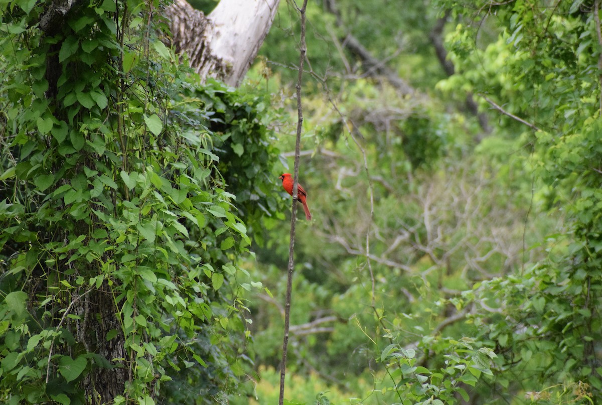 Cardinal rouge - ML222388551