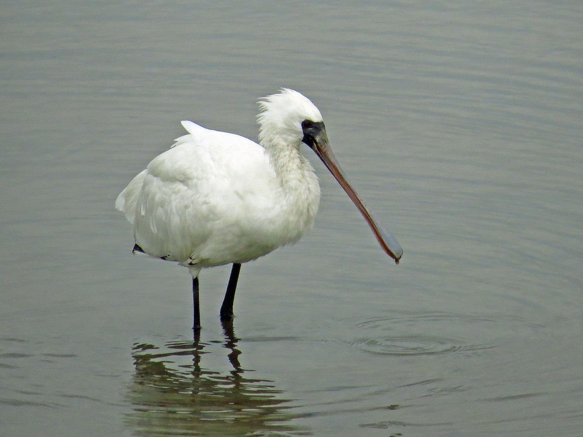 Black-faced Spoonbill - ML222389491