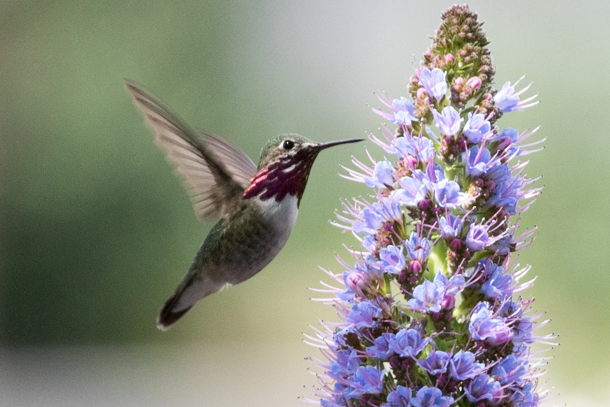 Colibrí Calíope - ML222391301