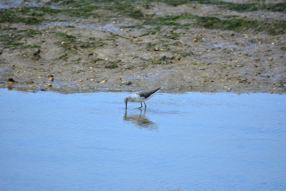 Common Greenshank - ML222391431