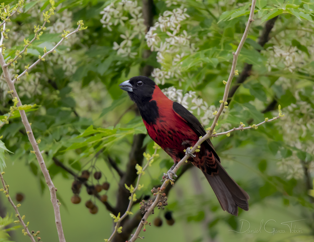 Crimson-collared Grosbeak - Daniel Garza Tobón
