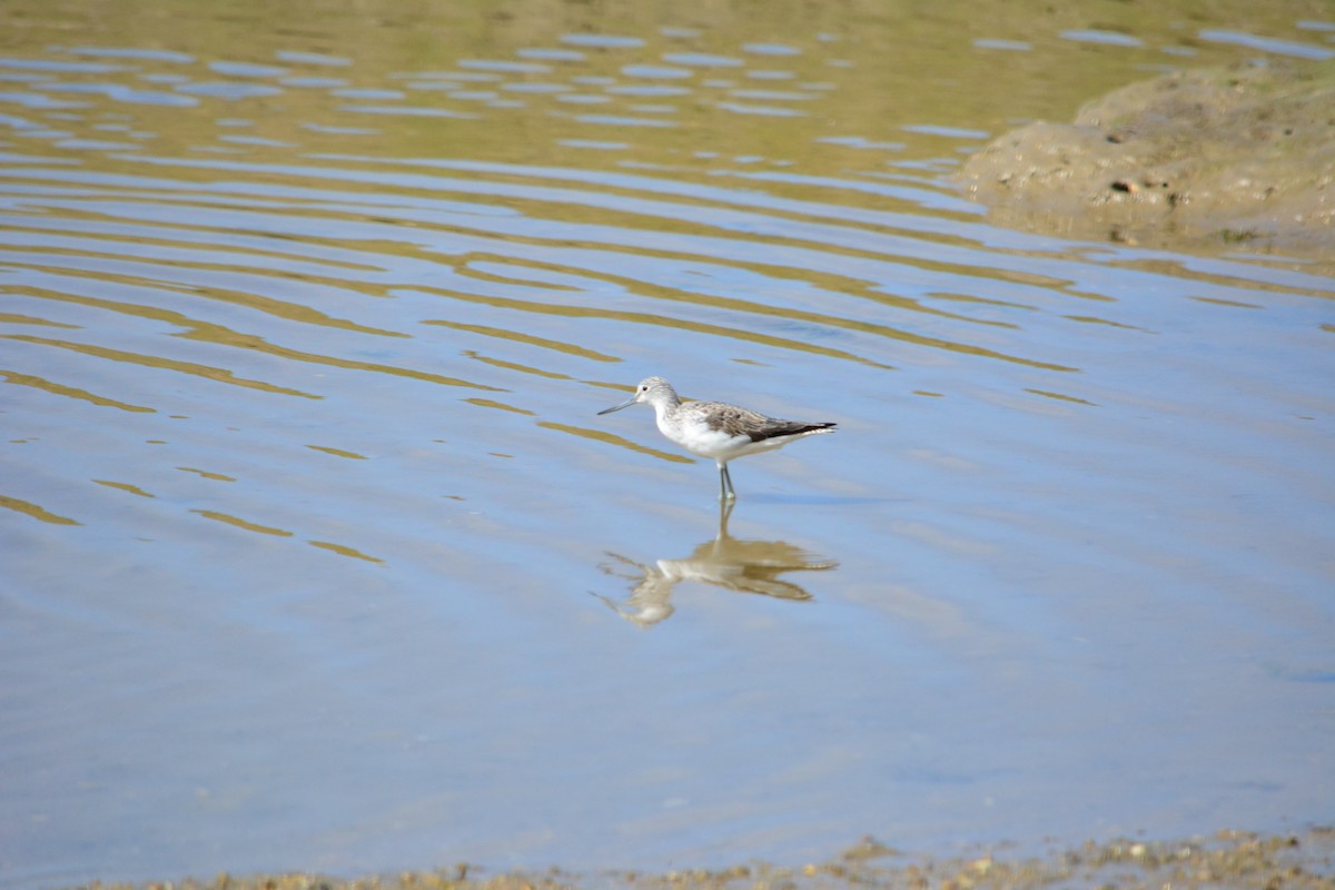 Common Greenshank - ML222391551