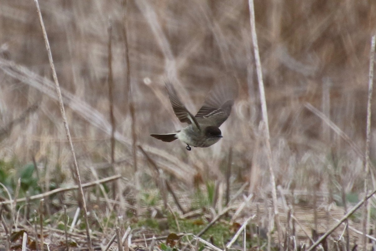 Eastern Phoebe - ML222392471