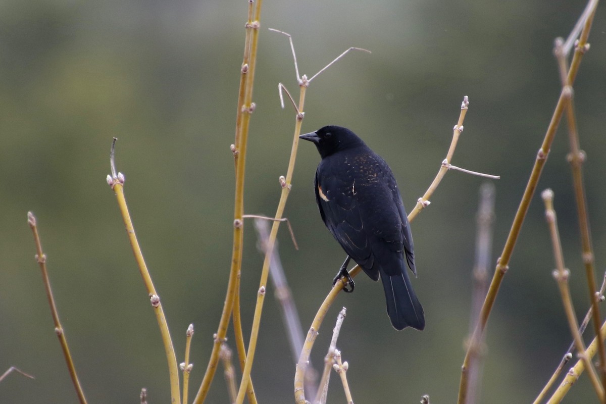 Red-winged Blackbird - ML222392521