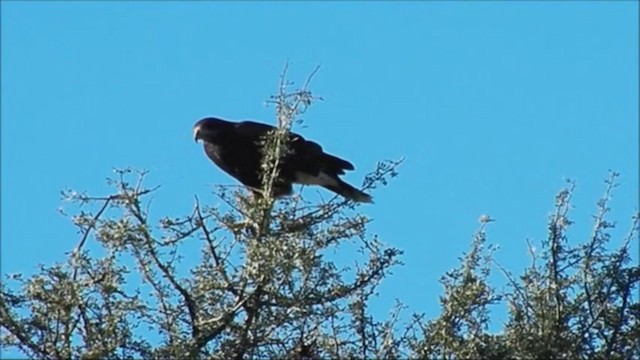 Harris's Hawk - ML222392601