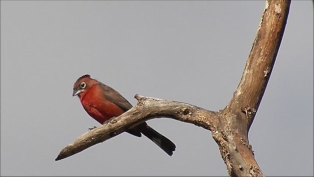 Red-crested Finch - ML222392701