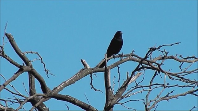 Solitary Black Cacique - ML222392891