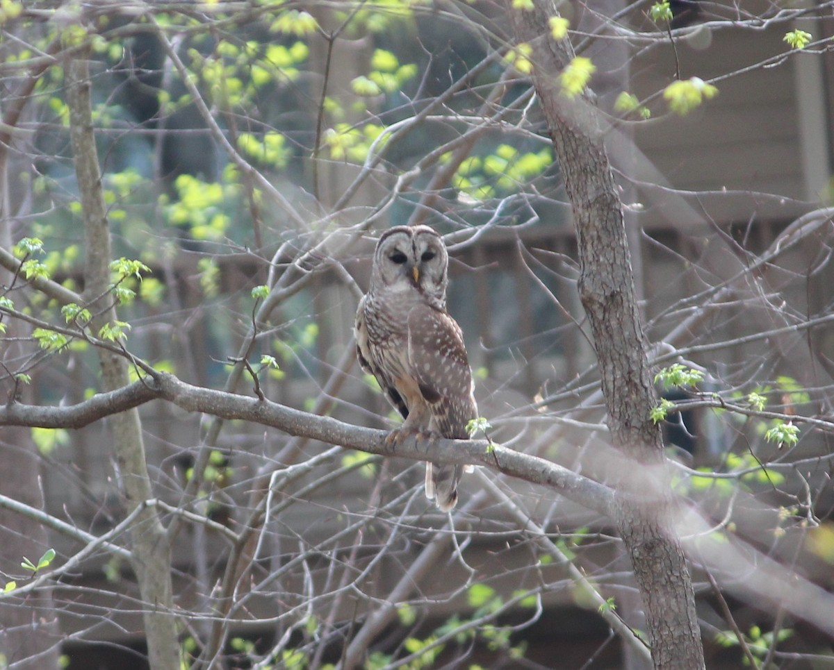 Barred Owl - ML222392911