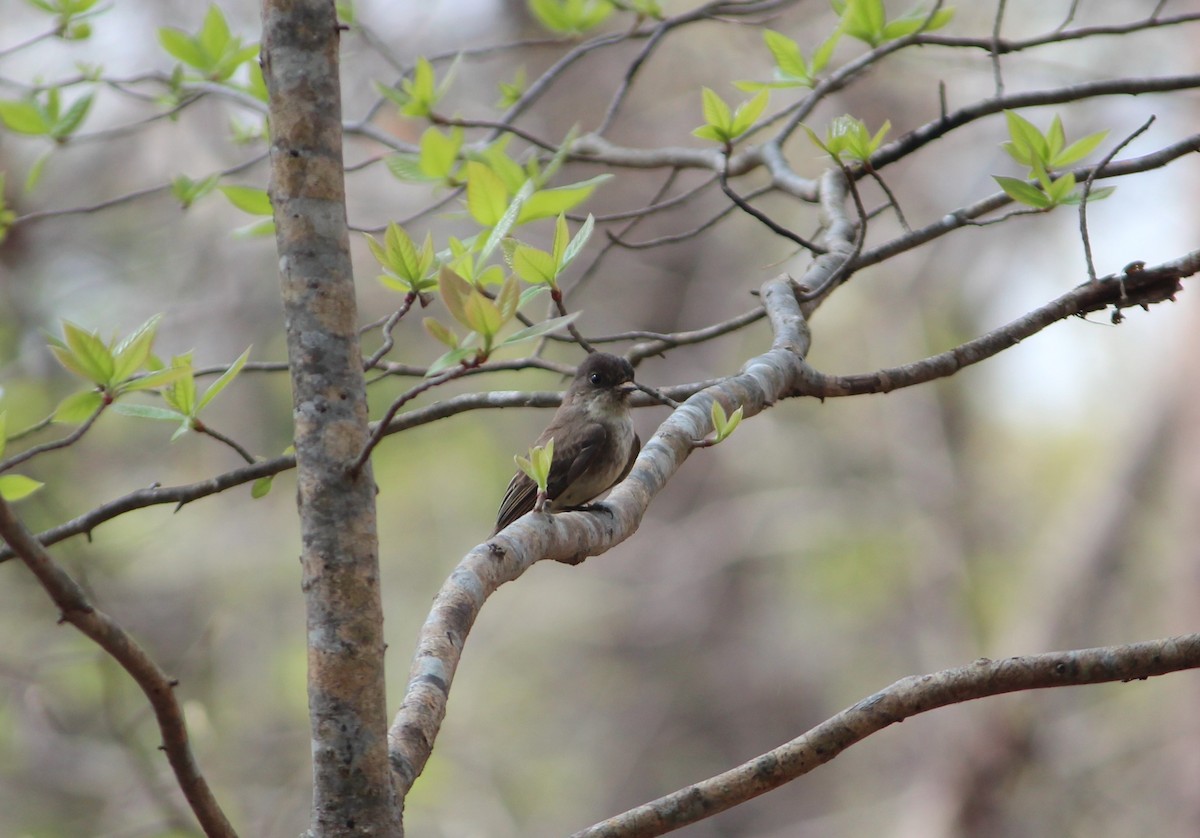 Eastern Phoebe - Ashwin Srinivasan