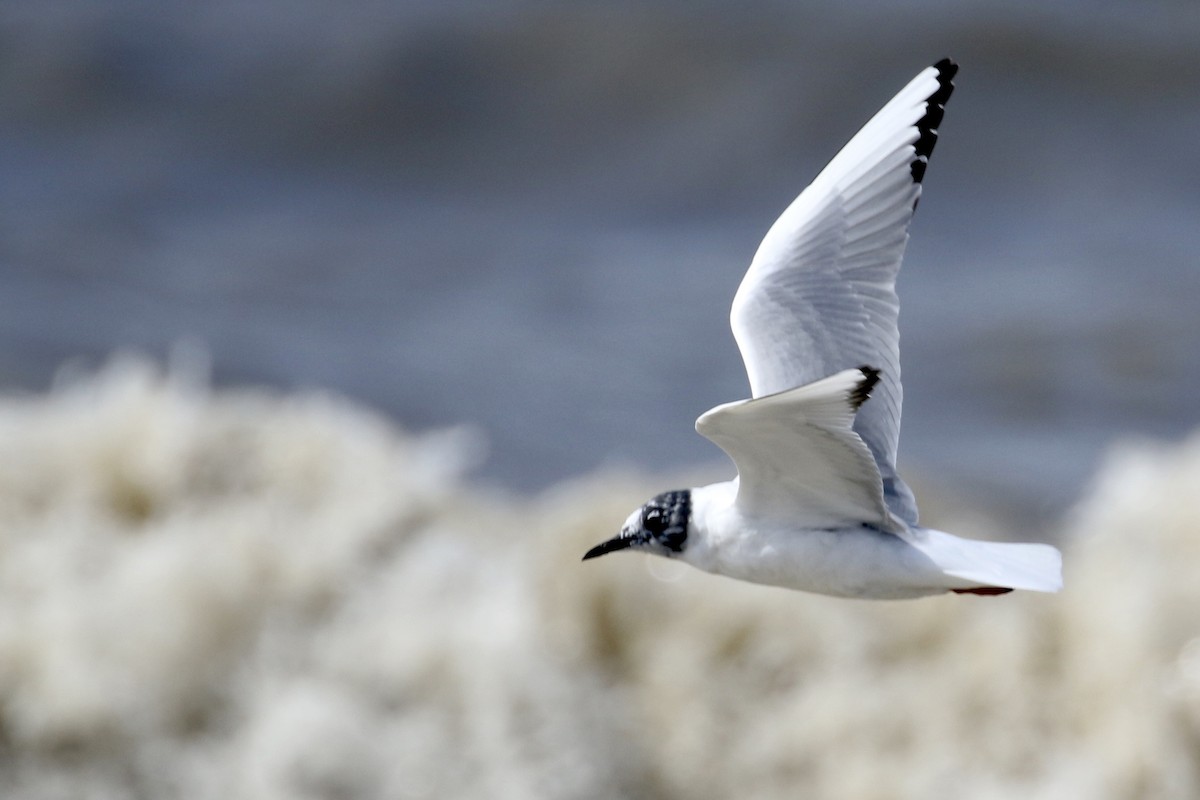 Bonaparte's Gull - Jim Smallwood