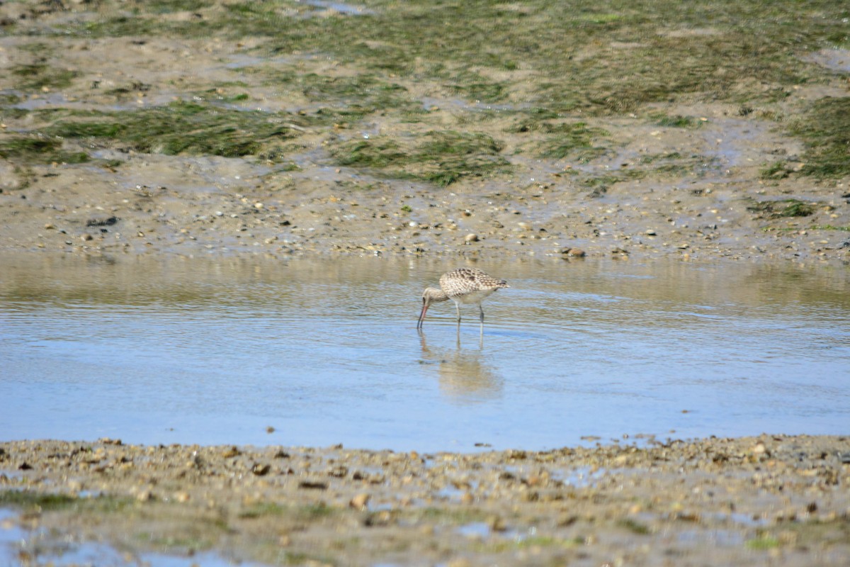 Eurasian Curlew - ML222393721