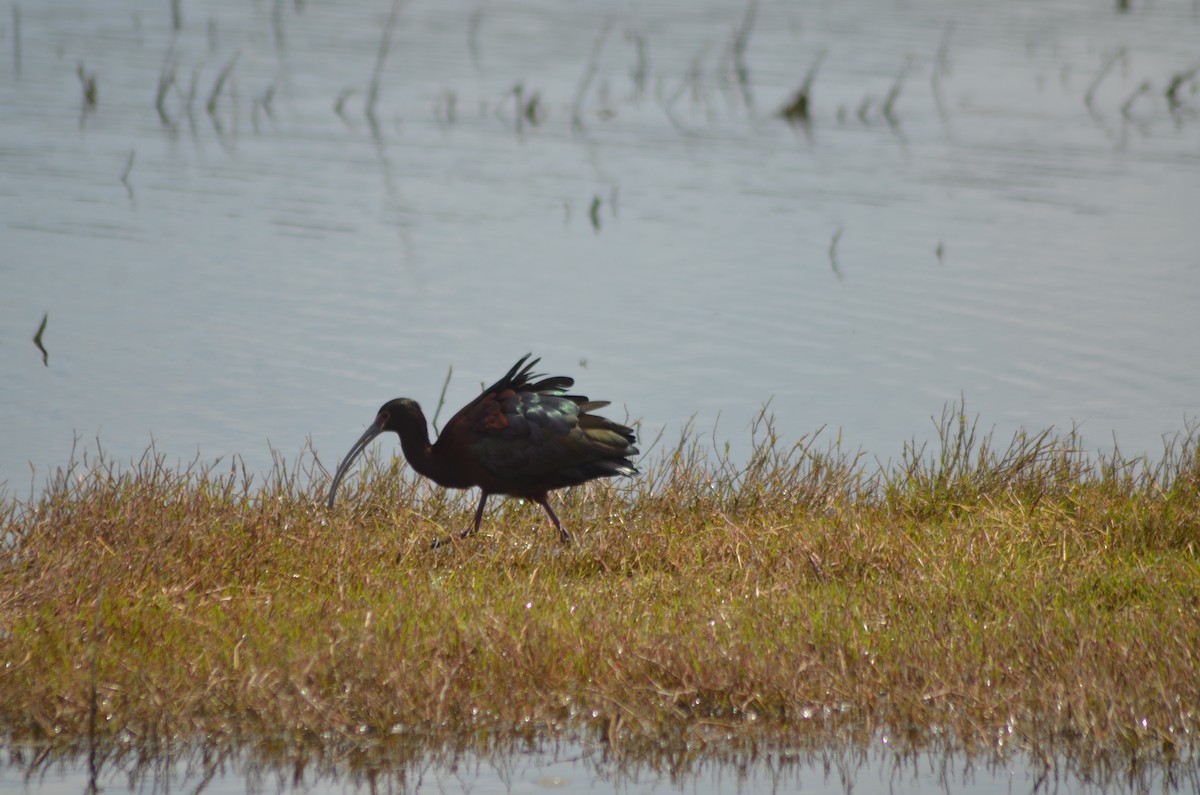 White-faced Ibis - Tricia Van Laar