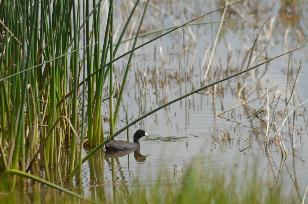 American Coot - Tricia Van Laar