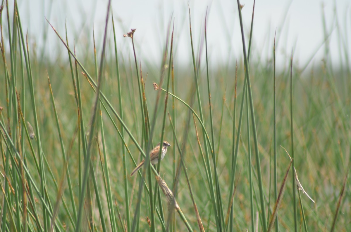 Song Sparrow - Tricia Van Laar