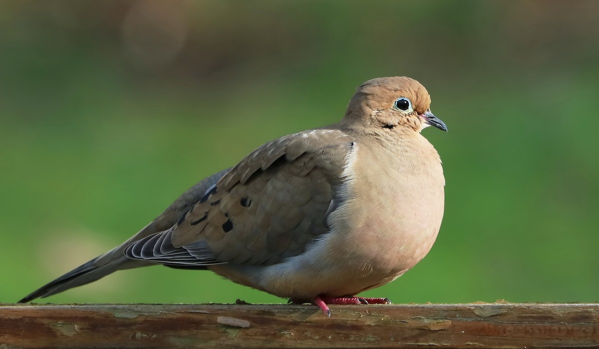 Mourning Dove - ML222395401