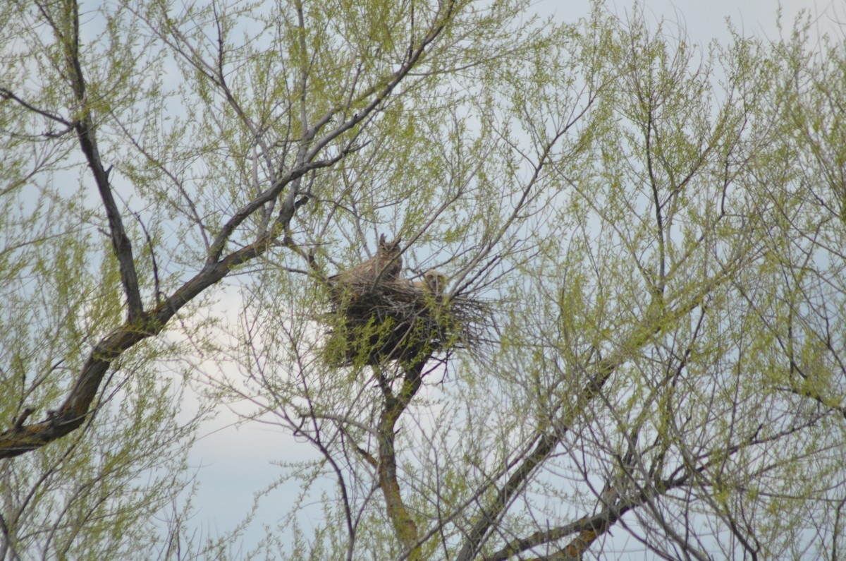 Great Horned Owl - Tricia Van Laar