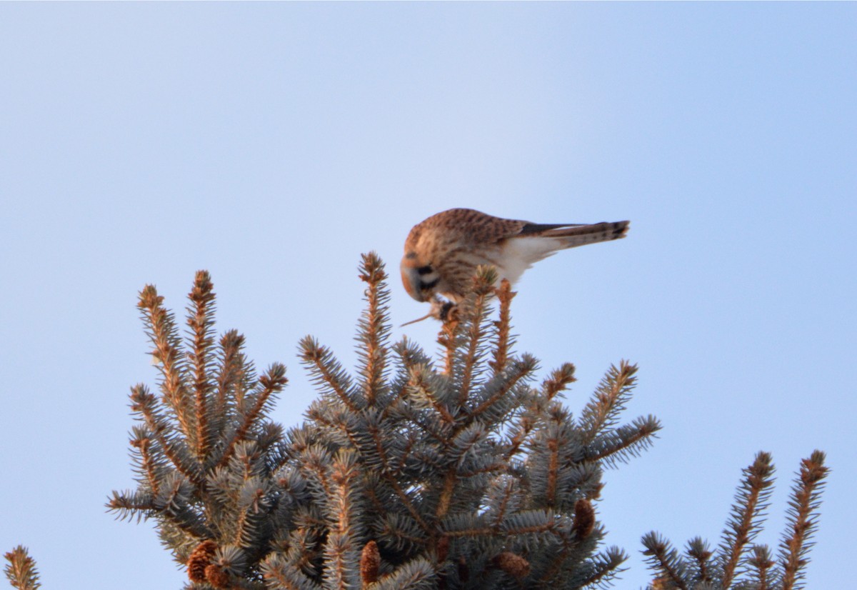 American Kestrel - David Wade